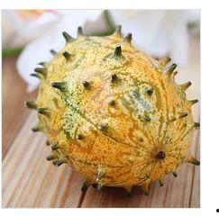 枯木老师什么瓜,揭秘“什么瓜”背后的奇妙世界