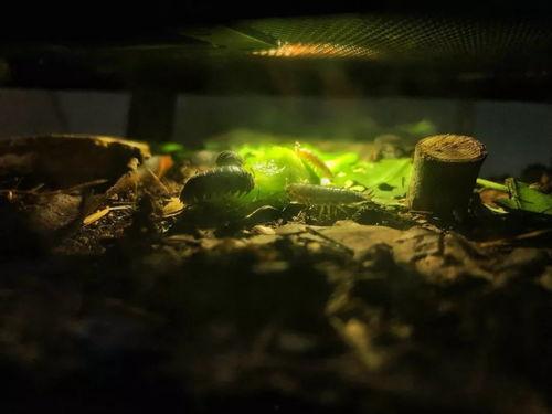 陈崽吃瓜,揭秘娱乐圈的甜蜜与苦涩